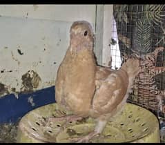 One king Self chick for sale