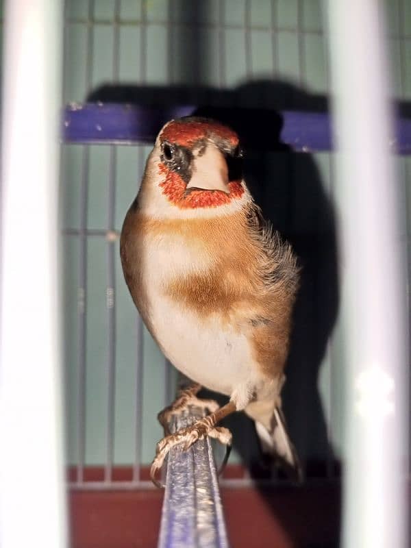 canary singing bird 2