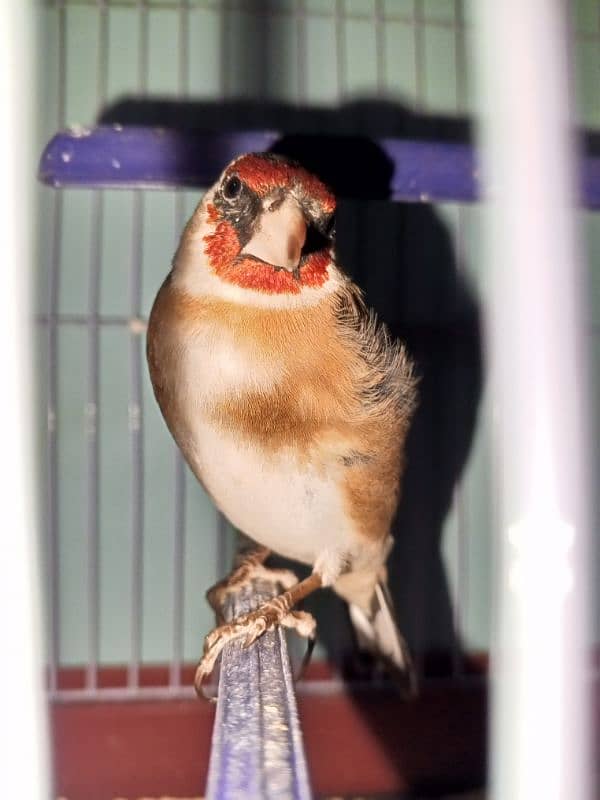 canary singing bird 3