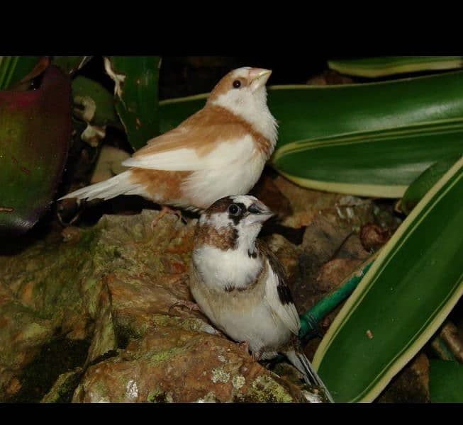 canary singing bird 10