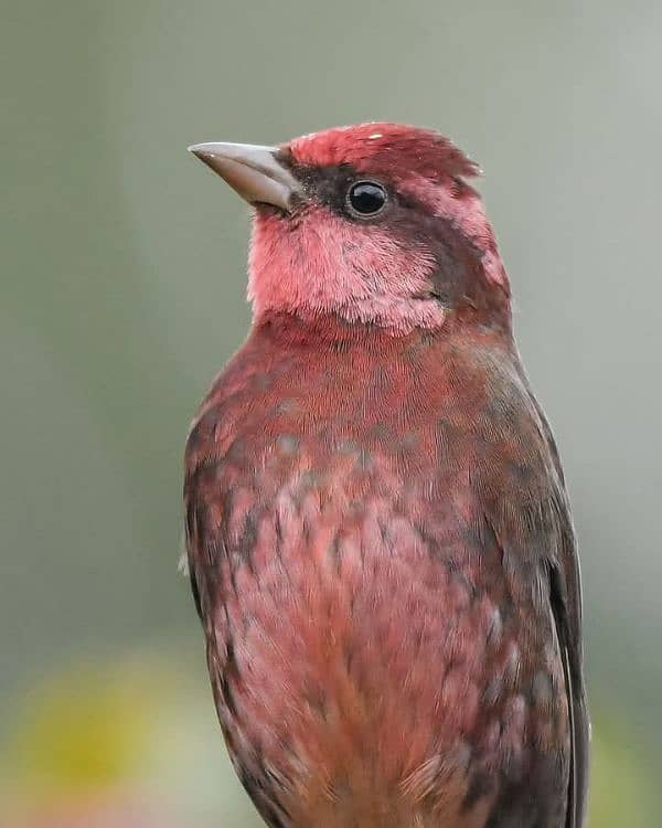 canary singing bird 11