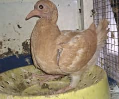 One king Self Chick for sale