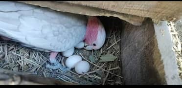 galah cockatoo