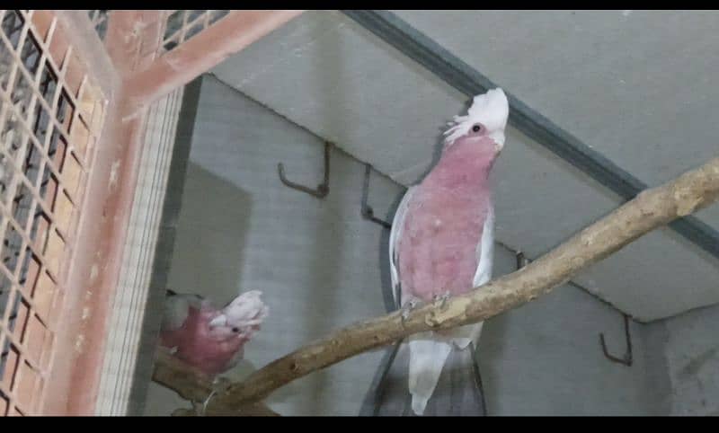 galah cockatoo 1