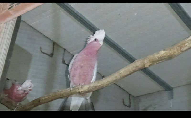 galah cockatoo 3