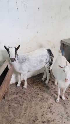 Nigerian male breeder and two pregnant females