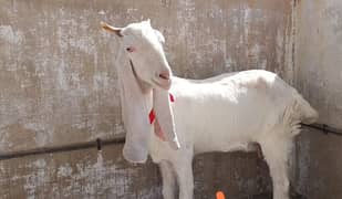 bakri for sale