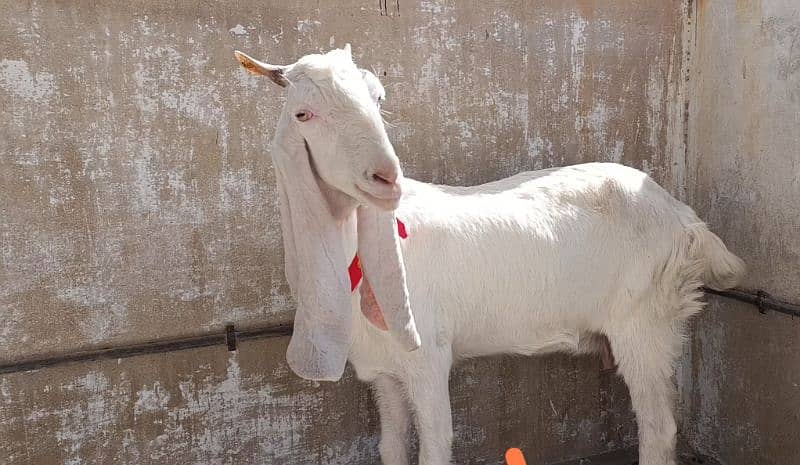 bakri for sale 0