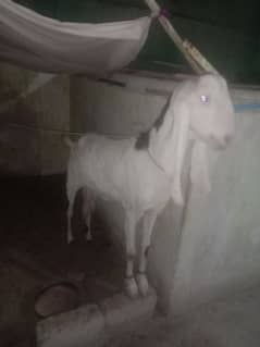 Bakri