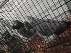 African grey parrot 4.5 years old pair