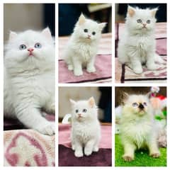 Persian Kittens | Punch Face | Triple Coated | Kittens | White male |