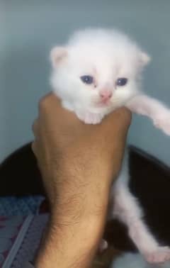 persian triple coat kitten vacinated