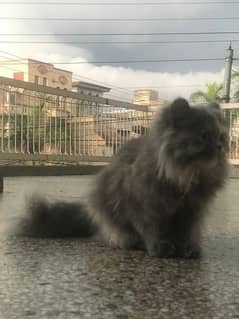 Persian cat triple coated grey