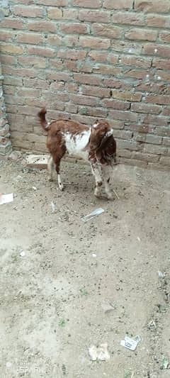 desi bakra for sale