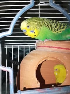 Australian Parrot pair + cage