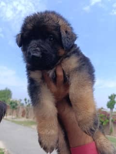 German shepherd puppies available for sale