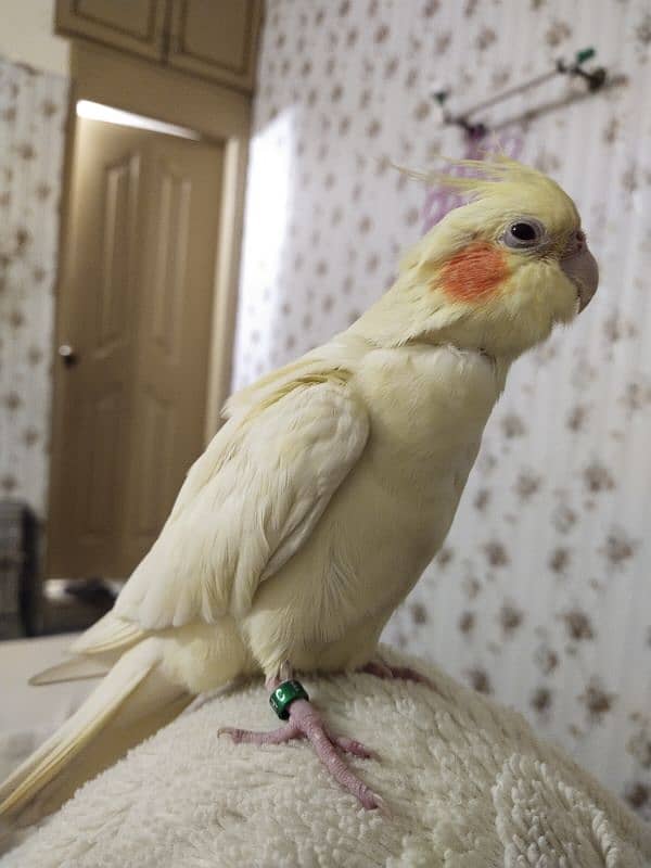 Cockatiel Birds pair 3