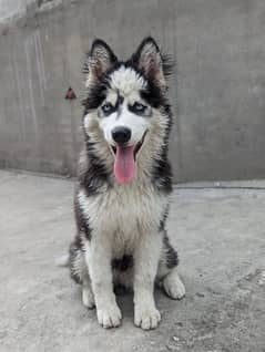 husky wolly coat high quality dog for sale vaccinated blue eye