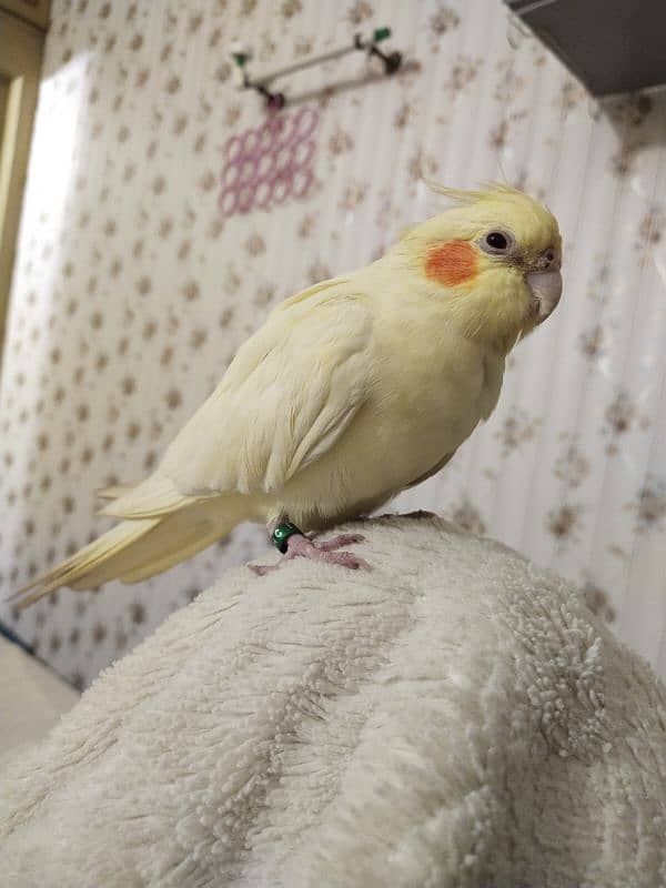 Cockatiel Birds pair 4