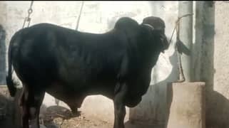 Cow