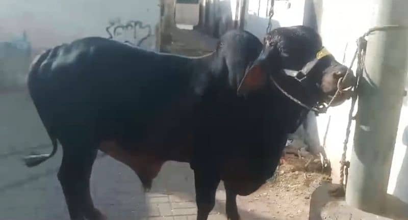 Cow Bachra 1