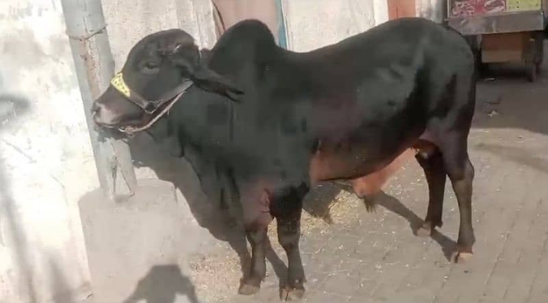 Cow Bachra 2