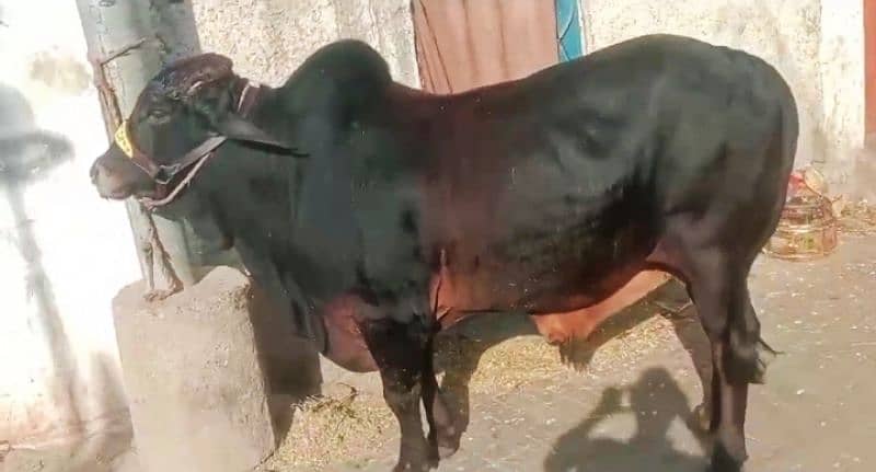 Cow Bachra 3