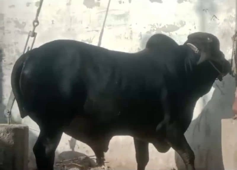 Cow Bachra 5