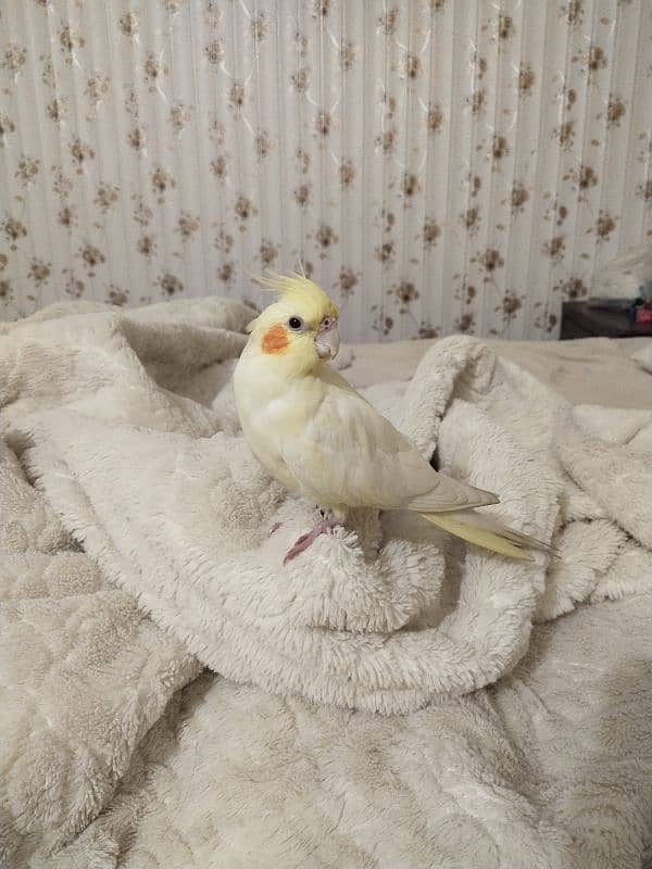 Cockatiel Birds pair 5