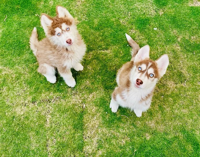 Husky Females available 0