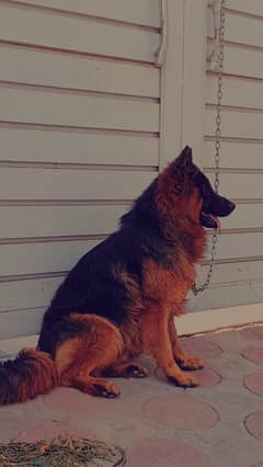 German shepherd