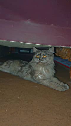 gray Persian cat