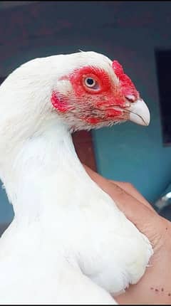 White Heera Aseel Miawali breed