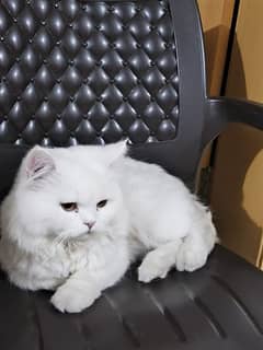 Persian Cat