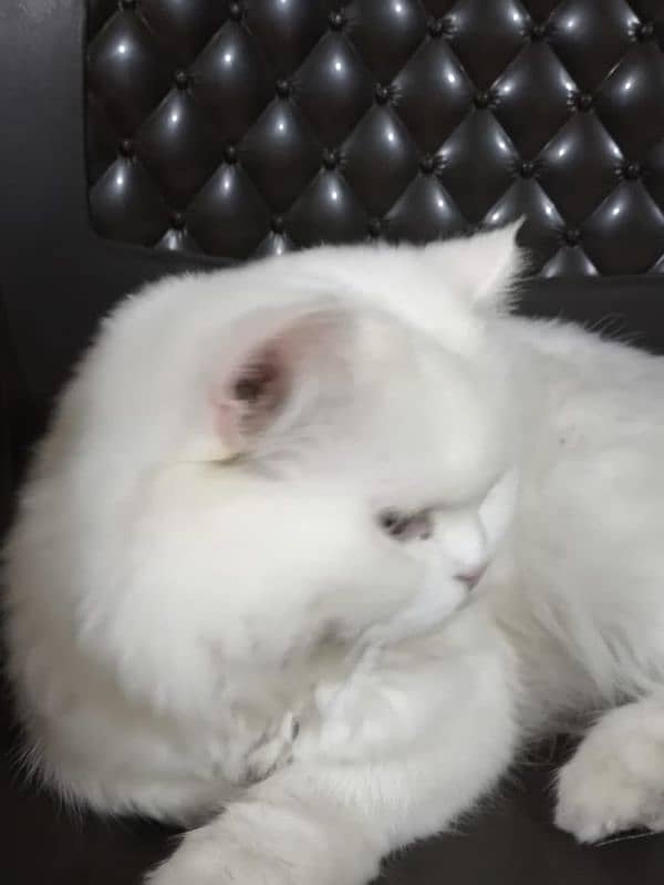 Persian Cat 1