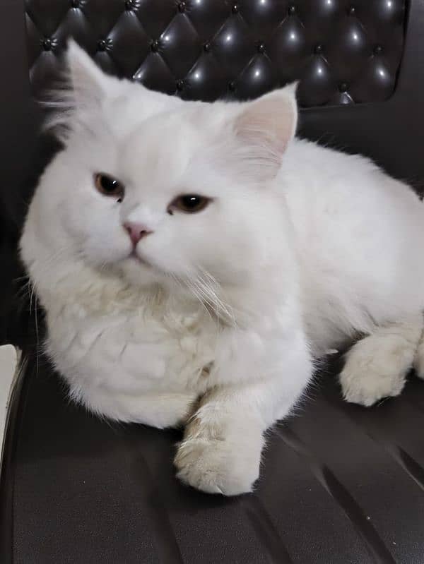 Persian Cat 2