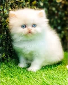 Cat/ Persian/ kittens/ Punch face/ triple coated/- Blue Eyes/ Baby/