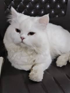 Persian Cat