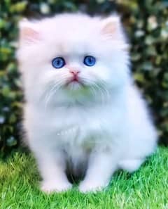 Cat/ Persian/ kittens/ Punch face/ triple coated!/ Blue Eyes/ Baby/