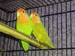 2 pair love bird are for sell