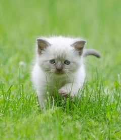 American Persian cat Blue eyes