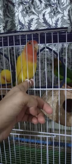 Love Birds for sell