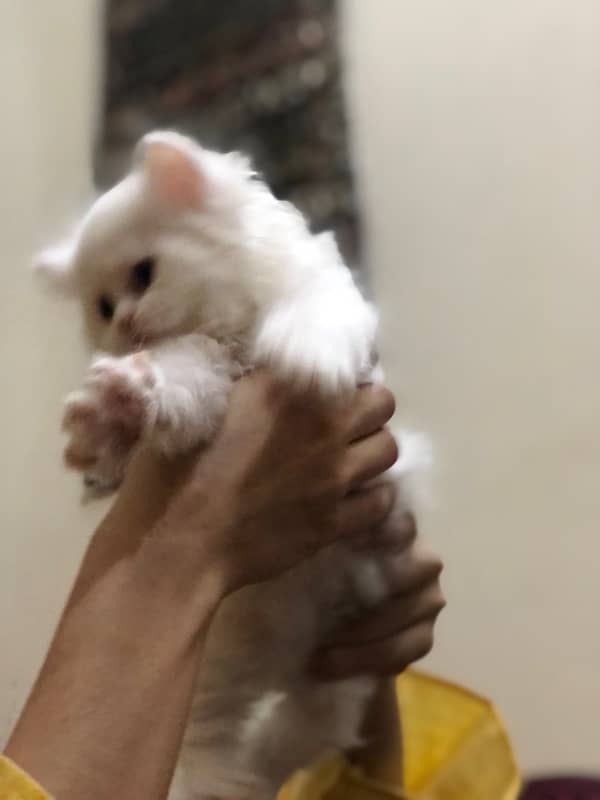 Persian 3 kitten each kitten 15k 2