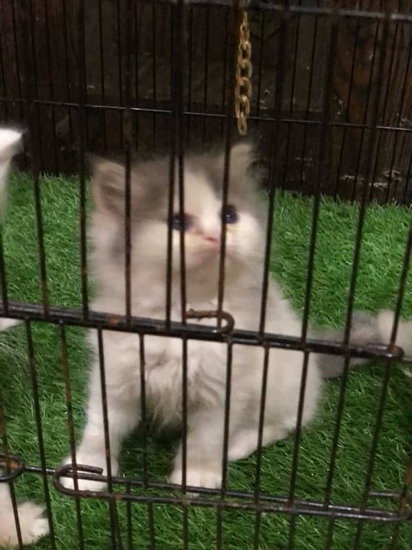 Persian 3 kitten each kitten 15k 4