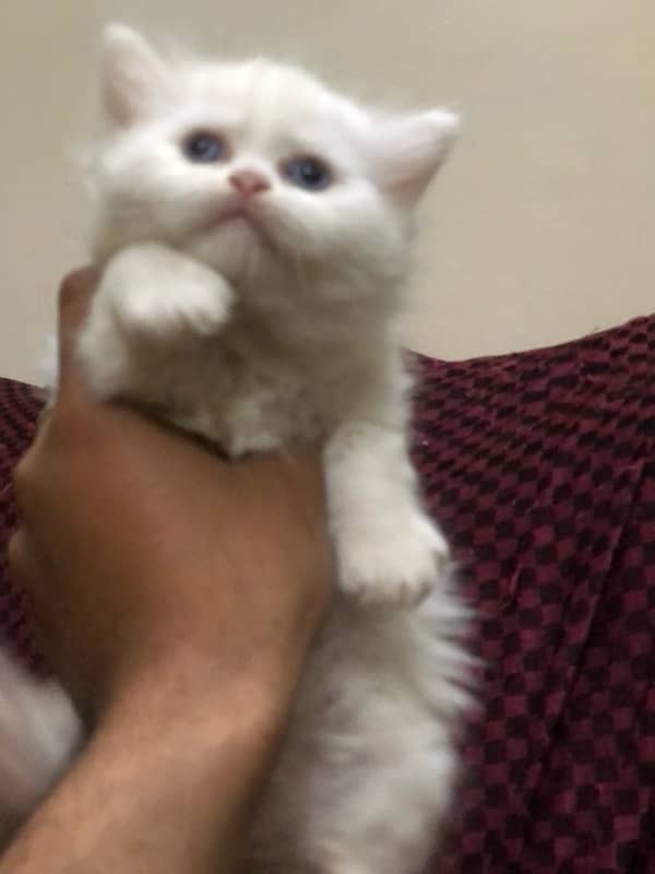 Persian 3 kitten each kitten 15k 5