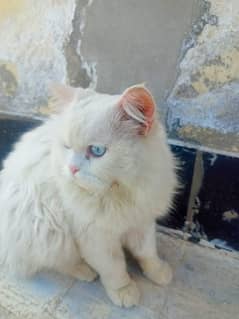 Cat/ Persian/ kittens/ Punch face/ triple coated-/ Blue Eyes/ Baby/