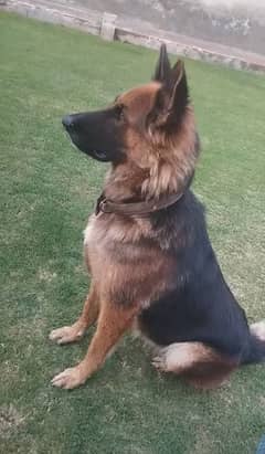 German shepherd Double Coated Female