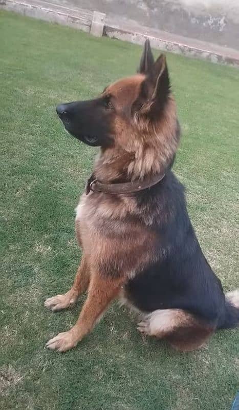 German Shepherd Double Coated Female 0