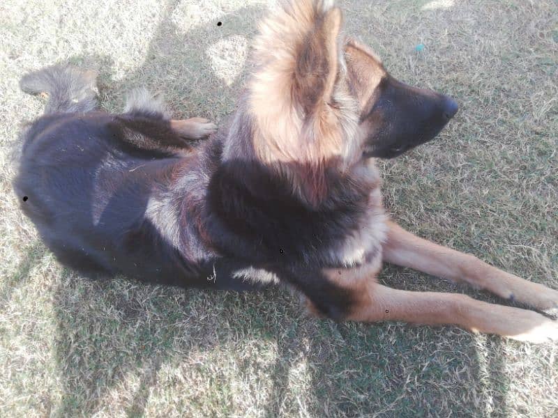 German Shepherd Double Coated Female 2