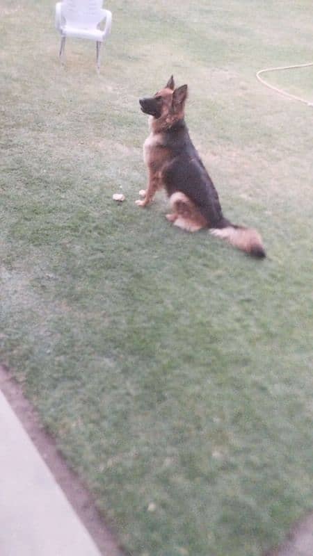 German Shepherd Double Coated Female 3